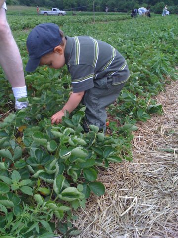 andthenpickingstrawberries.jpg